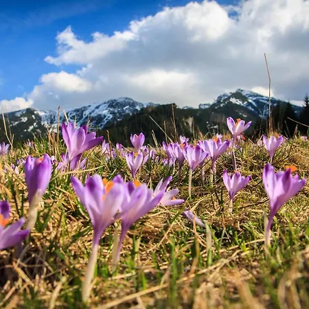 Giewont Lux - Sauna I Basen Kościelisko